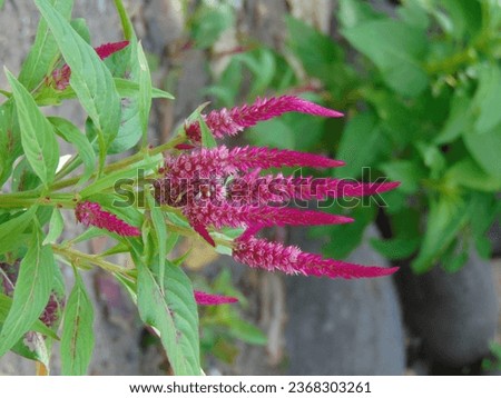Celosia cristata flowers that grow beautifully