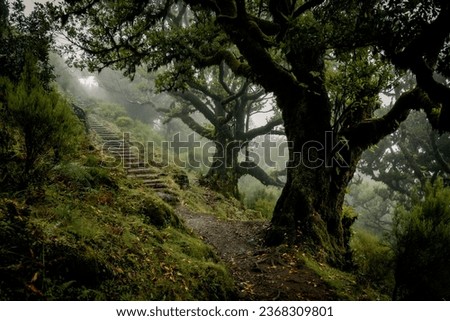 Scenic view of a trail through the Fanal forest on Madeira, Portugal, with spooky overgrown laurel trees like from a scene in a creepy horror movie Royalty-Free Stock Photo #2368309801
