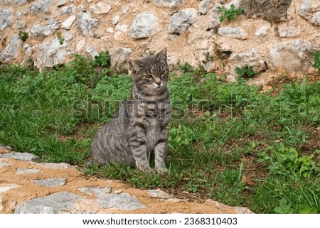 melancholic domestic cat on the leash playing in the garden Royalty-Free Stock Photo #2368310403