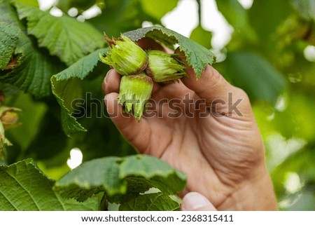 Close-up of man's farmer hands plucks collects ripe hazelnuts from deciduous hazel tree bunch in garden. Growing raw nuts fruit on plantation field. Harvest autumn farm time. Healthy natural eco food Royalty-Free Stock Photo #2368315411