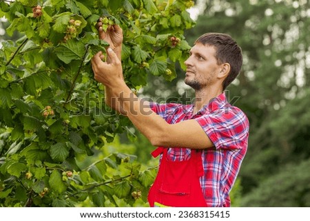 Caucasian man farmer plucks collects ripe hazelnuts from deciduous hazel tree rows in garden. Gardener agronomist growing raw nuts fruit on plantation field. Harvesting farm time. Healthy natural food Royalty-Free Stock Photo #2368315415