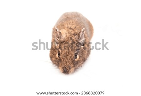 Chilean squirrel Daegu eats sunflower seeds, isolated on white background. Exotic pet manual little squirrel.