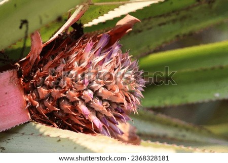 One small young pineapple fruit 
