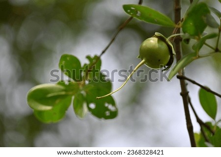 Wildlife in Sri Lanka: A close-up picture of mangrove apple "kirala" fruit which is grown in brackish marshlands on littoral river banks where the tides rise and fall