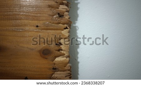 picture of porous wood that has been eaten by termites
