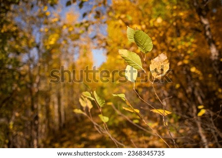 Warm beautiful autumn landscape with yellow trees, leaves and the sun. Colorful foliage in the park, a path into the forest. Old fallen leaves are a natural background.