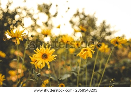 Beautiful autumn flowers in sunset background.