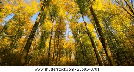 Autumnal sunlit treetops with colorful leaves and blue sky. A wide angle shot of the depth of the forest on a sunny day