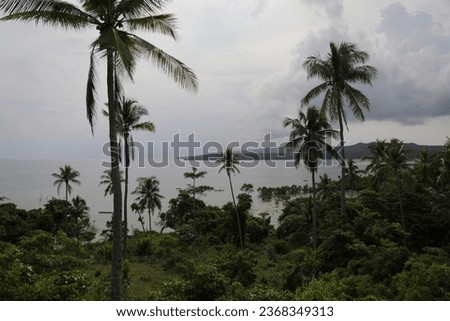 view of coconut tree near of ocean in the cloudy weather.