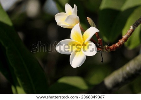Close-up photo of Plumeria flowers on a blurry background.