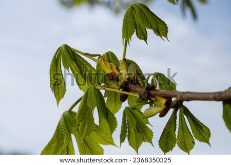 Spring chestnut branch with new leaves on blurred background close-up.