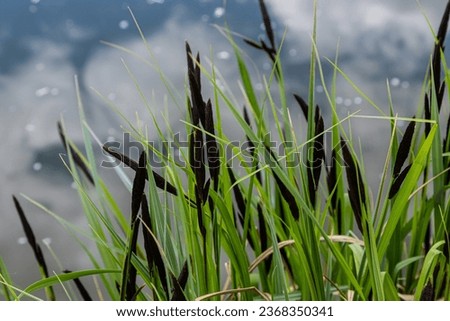 Carex acuta - found growing on the margins of rivers and lakes in the Palaearctic terrestrial ecoregions in beds of wet, alkaline or slightly acid depressions with mineral soil.