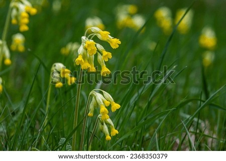 Yellow Primula veris cowslip, common cowslip, cowslip primrose on soft green background.Selective focus. Royalty-Free Stock Photo #2368350379