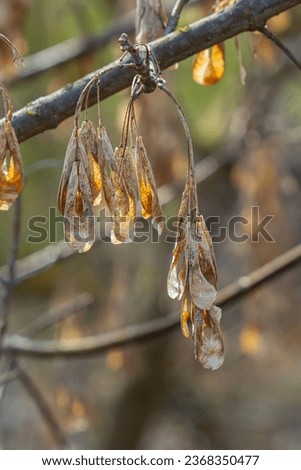 Yellow maple seeds against the blue sky. Macro. Maple branches with golden seeds on a clear sunny day. Close-up. Early spring concept. Bright beautiful nature background.