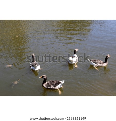 ducks swimming in pond, ducks in water picture
