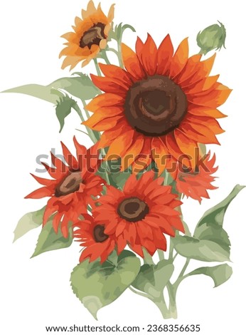 watercolor red Sunflower bouquet, Sun flower vector