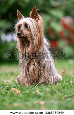 Portrait of an Australian Silky Terrier dog sitting in the garden with long hair. Royalty-Free Stock Photo #2368359849