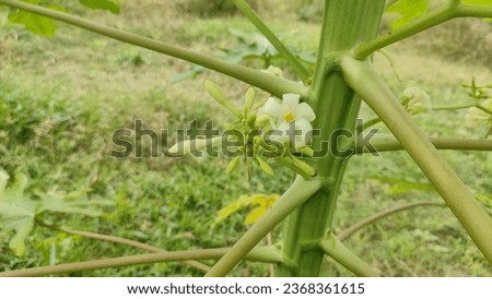 Some amazing pictures of papaya flowers, close up of papaya flowers in bloom.