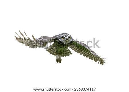 Spotted Owlet flying to catch prey, diving to hunt prey isolated on white background.