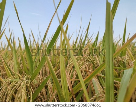Rice spike in the rice field. Yellow paddy rice field in the afternoon 