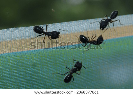 Some black ants are sitting on a web chatting and searching for information Royalty-Free Stock Photo #2368377861