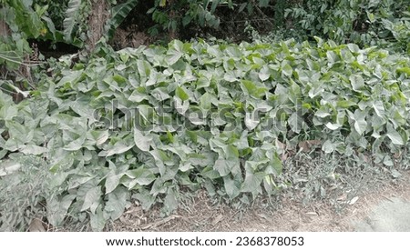 syngonium ornamental plant.  photo taken in bright daylight.  some leaves were covered in fine dust.  grows abundantly on the side of the road.
