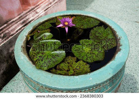 Interior decoration gardening with purple lotus flower or violet lilly blossom and Nymphaeaceae flora in glazed water jar with dragon pattern in Ratcha buri National Museum in Ratchaburi Thailand