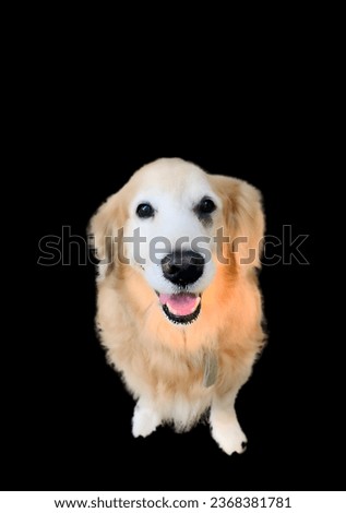 A golden dog sits patiently, its head tilted to one side, its eyes locked on your face. Its golden fur gleams in the sunlight, and its tail wags gently. It is the perfect picture of unconditional love