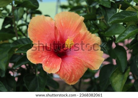Orange hibiscus or hibiscus flower, green leaves, in the garden, in the morning.

Selected focus and blurred background. Very beautiful as an ornamental flower in the surrounding environment.