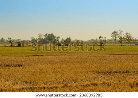 rice fields that are turning yellow due to the long dry season in the equatorial area.  Royalty-Free Stock Photo #2368392983
