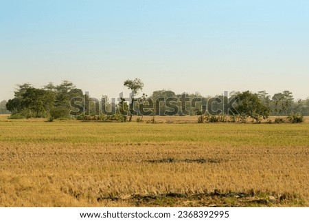 rice fields that are turning yellow due to the long dry season in the equatorial area.  Royalty-Free Stock Photo #2368392995