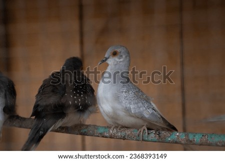 Closeup of a diamond dove nest, tropical pigeon specie from Australia stock Picture