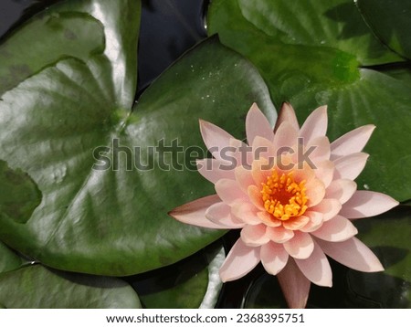 close up picture of Pink lotus and green leaf 