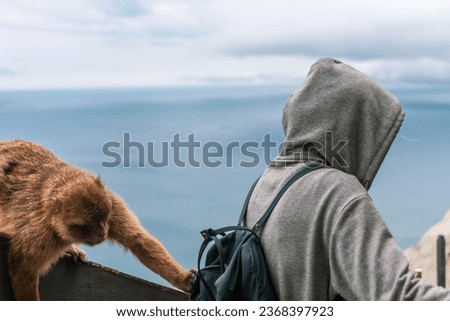 Macaque monkey in Gibraltar stealing food from the backpack of a tourist Royalty-Free Stock Photo #2368397923