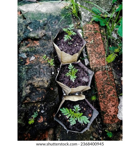 Planting baby marigolds in used bag. Marigold is perfect plant for garden. It can be used to medicine, cooking, natural colorant and several others.