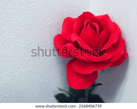 Beautiful red rose artifact on white concrete background, flowers blossom planting and growing, isolated in blur background, selective focus on rose. For decoration in romantic valentines occasion.