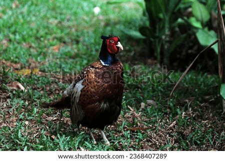 The common pheasant or Phasianus colchicus is a bird in the pheasant family. 