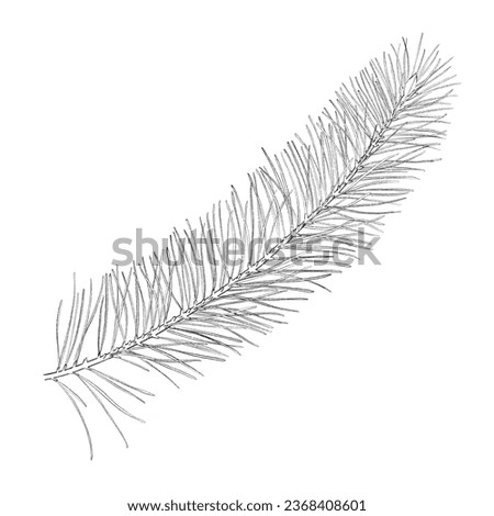 Pine branch isolated on the white background. Watercolor illustration for winter designs.