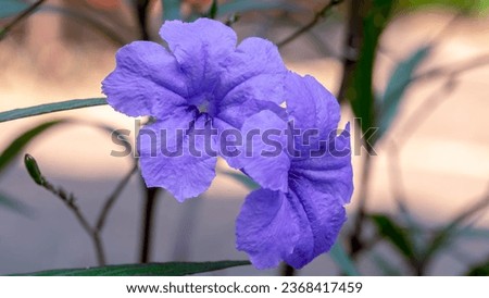 Close up picture of purple Ruellia Simplex with bokeh background effect