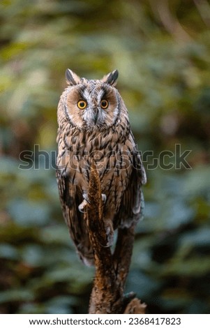 Long-eared owl (Asio otus), also known as the northern long-eared owl, is a species of owl which breeds in Europe, Asia, and North America.