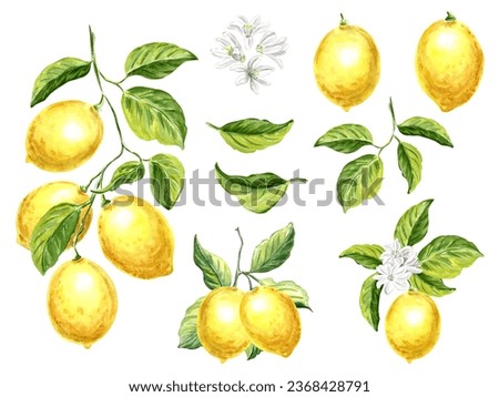 Set of botanical watercolor illustration yellow lemons with white flowers and green leaves Hand drawn illustration on a white background for design, decorating invitations, making stickers and print.
