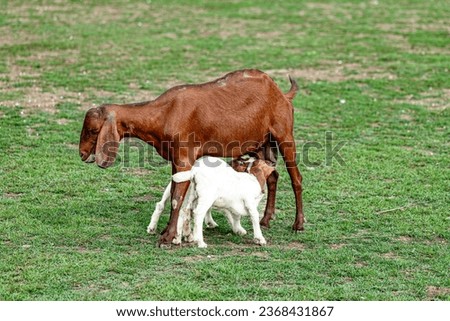 mommy Goat feeding milk to baby in the meadow