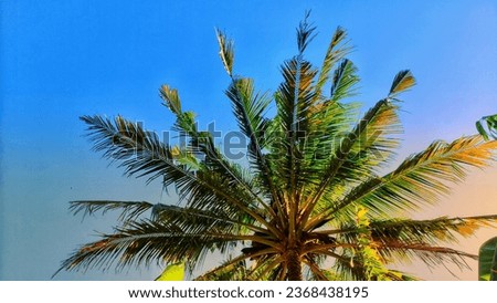 Tropical coconut tree with blue sky abstract background.


