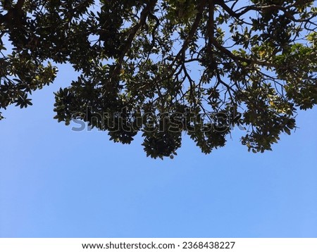 Green eaves, tree branches and blue sky.