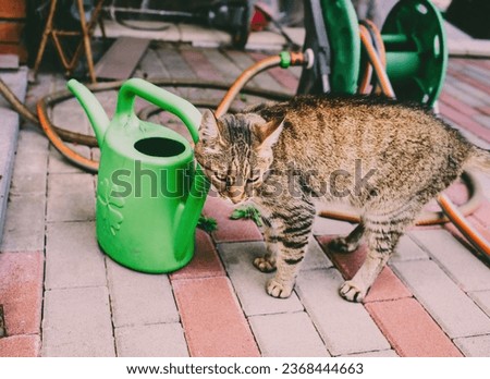 Cat standing by the watering can in the garden.Summer season. High quality photo