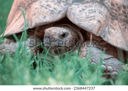 Close up of a cute turtle lying in the green grass. Namibia