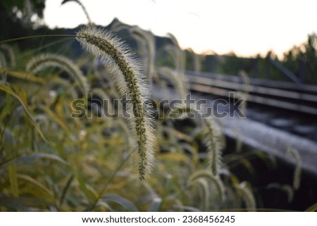 Wild Grass Plants at Sunset by Railroad Tracks in Kentucky