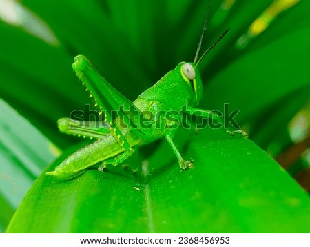 green grasshoppers whose latin name is oxya serville are sitting on pandan leaves in a garden 