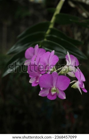 Beautiful Violet Orchid flower group bloom on the tree close up , Which have  green leaves behind and dark color background , This picture can use for wallpaper, postcard and decoration .  