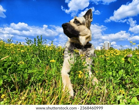 Dog German Shepherd in autumn, summer, spring day and green field with grass and flower in spring or summer day. Walking and waiting on meadow eastern European dog veo and green landscape Royalty-Free Stock Photo #2368460999